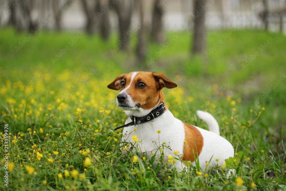 Jack russell terrier dog walking outdoors. Springtime. Jack russell terrier dog walking outdoors. Springtime.