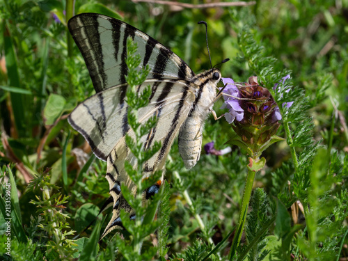 Iphiclides podalirius S01_02 photo