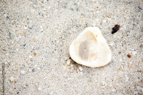 The dead shell is on the sand.