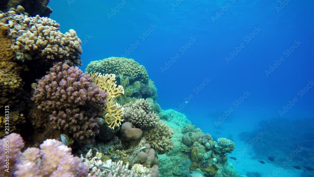 Video shooting at a shallow depth. The corals and tropical fish. Video shooting at a shallow depth. The corals and tropical fish.