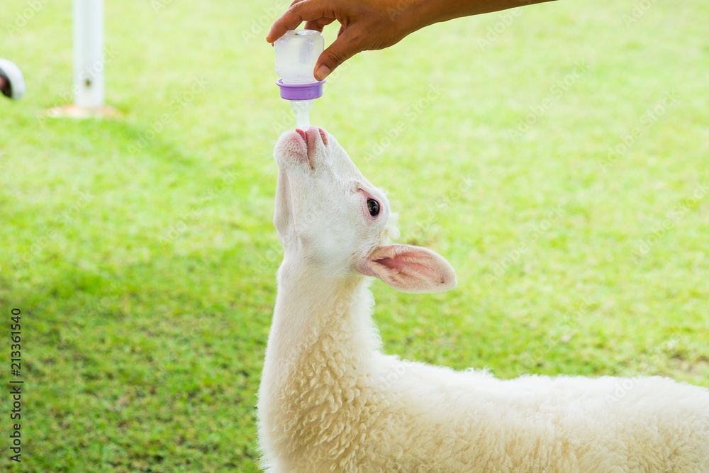 Little sheep suck up milk form bottle in women hand. Little sheep suck up milk form bottle in women hand.