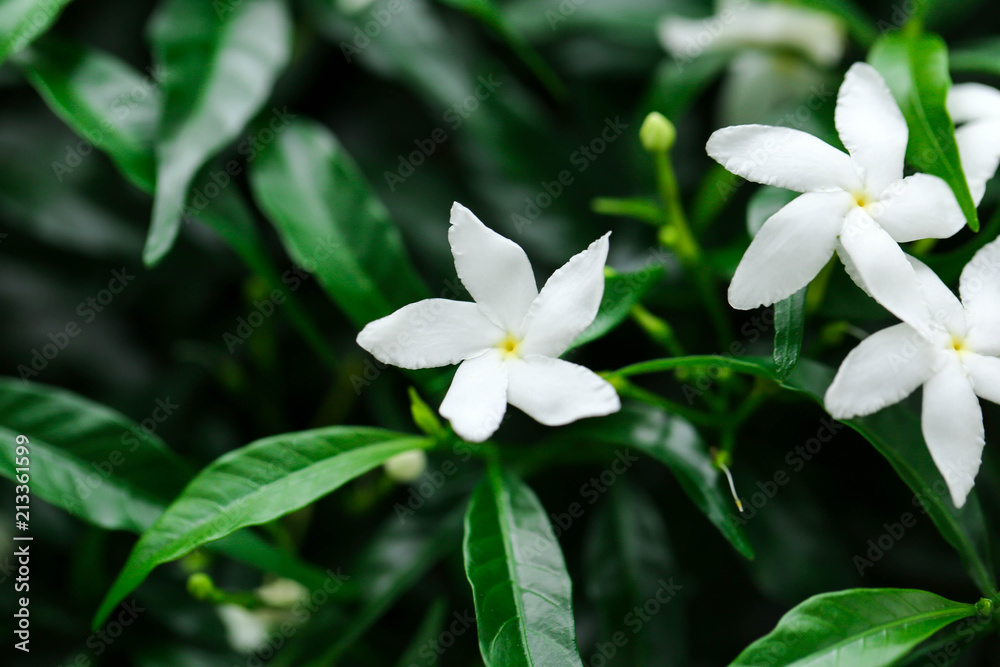 Jasmine flowers blossoming on bush in sunny day soft focus Jasmine flowers blossoming on bush in sunny day soft focus