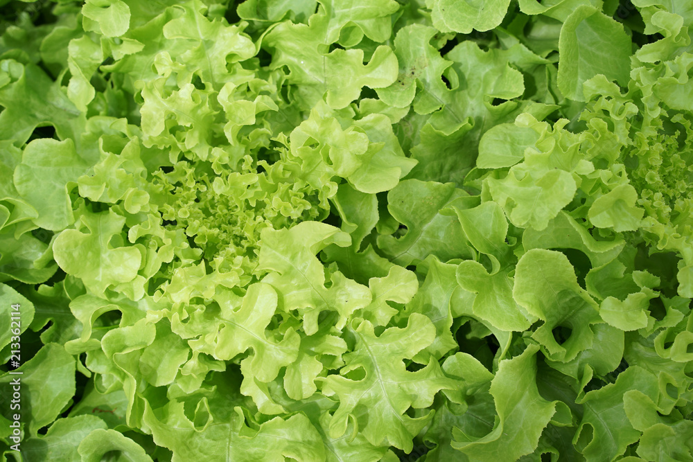 Green salad Vegetable cultivation Green salad Vegetable cultivation