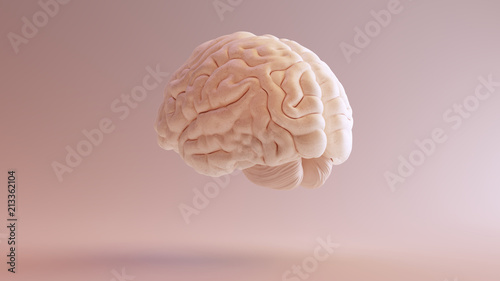 Human brain Anatomical Model 3d illustration 3Q Rear Left