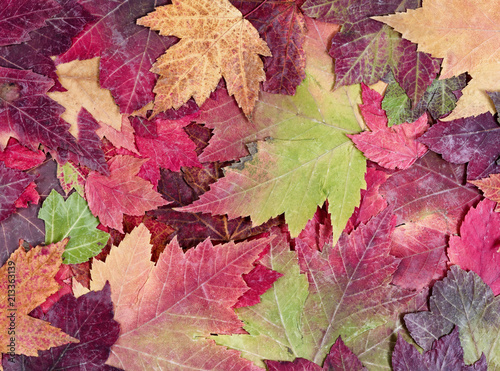 Autumn or fall background with leaves 