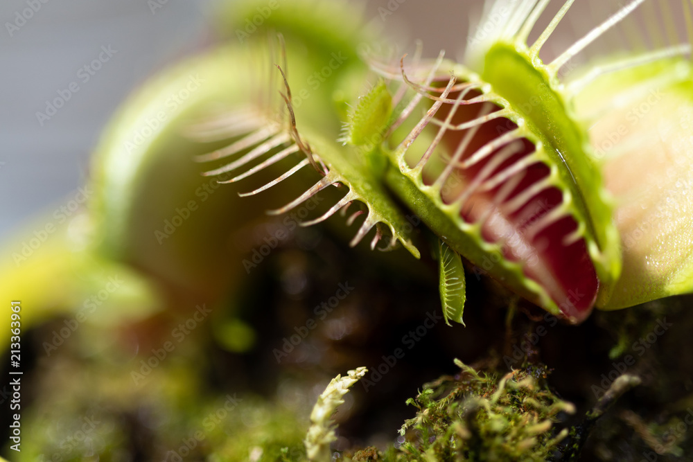 ハエトリ草 ハエトリ草