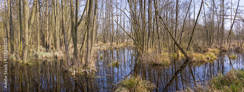 Swamp with alder trees in Springtime. A swamp is a wetland that is forested, covered by aquatic vegetation