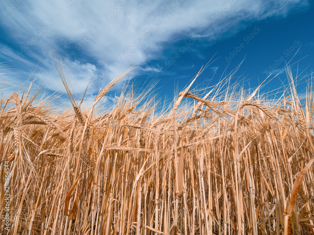 Fototapeta premium Wheat field and blue sky