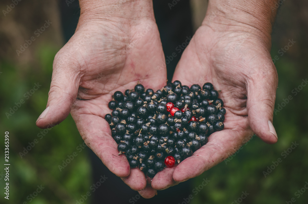Farmers hands with black currants and a few red currants. Organic and fresh berries. Raw food in hand of man. Farmers hands with black currants and a few red currants. Organic and fresh berries. Raw food in hand of man.