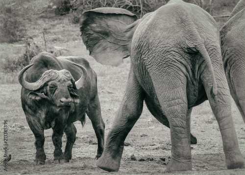 Standoff At The Waterhole