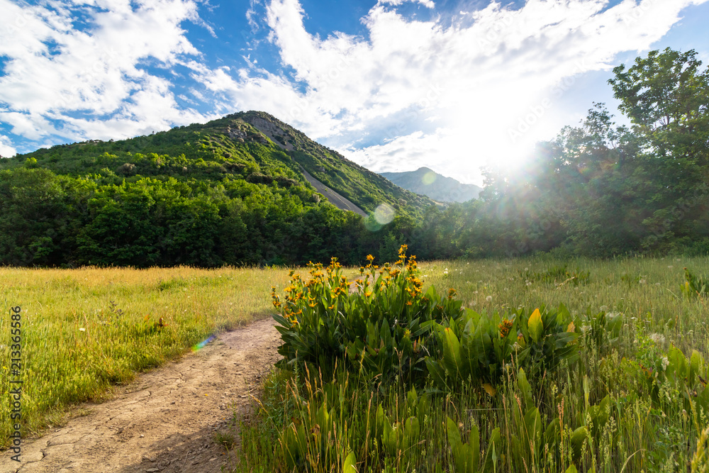 Fototapeta premium Trail through Utah meadow with wildflowers and beautiful mountain views