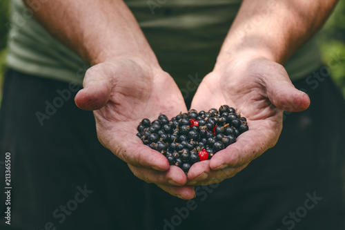 Farmers hands with black currants and a few red currants. Organic and fresh berries. Raw food in hand of man. 