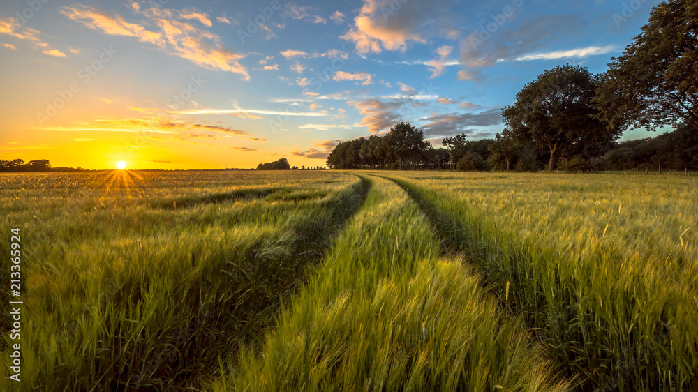 Tractor Track through Wheat field at sunset