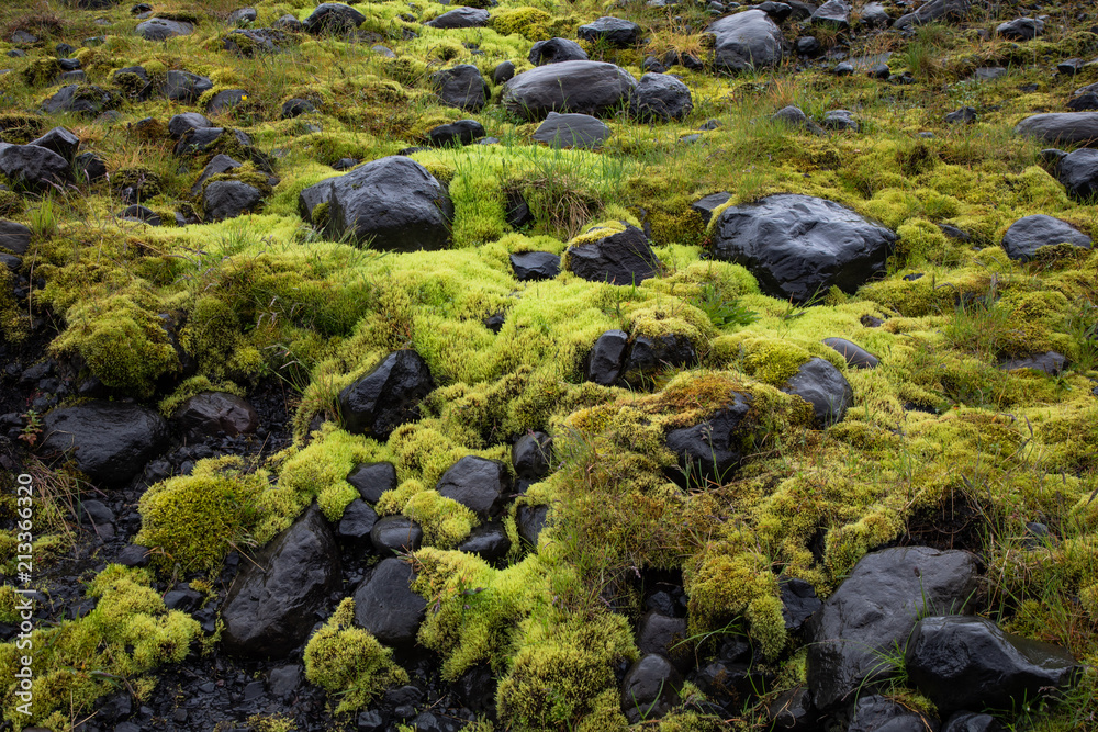 Thick moss covering rocks in a field in Iceland
