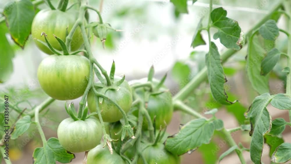 Green tomato grow in hothouse, closeup Green tomato grow in hothouse, closeup
