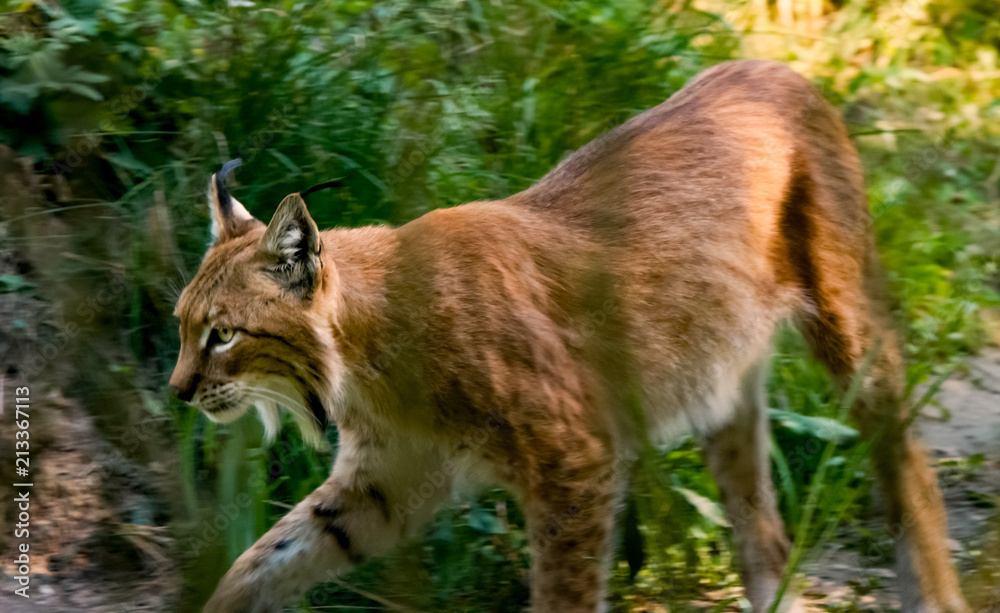 Obraz premium walking lynx 2