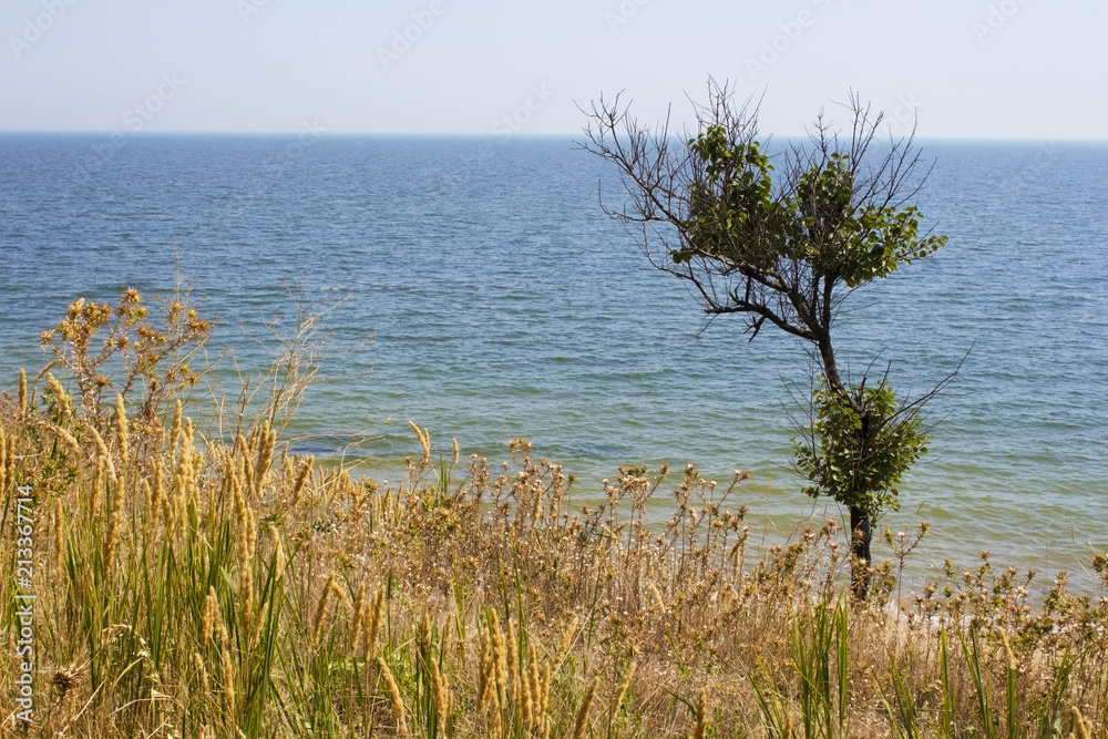 lonely tree against background of sea and sky lonely tree against background of sea and sky