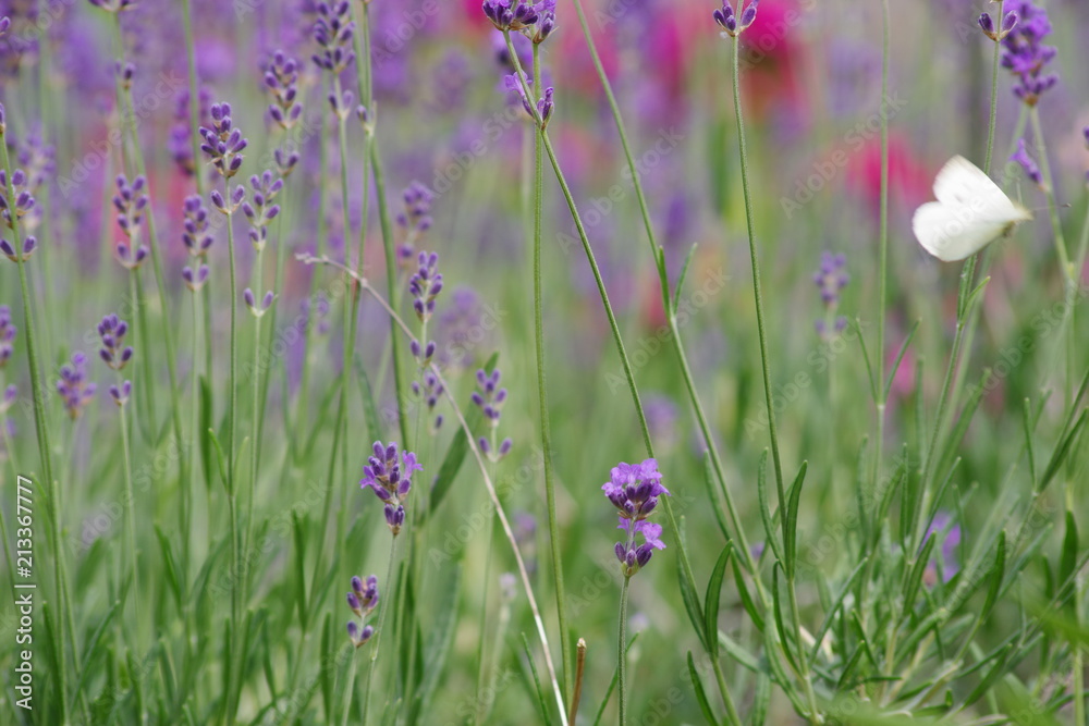 Fototapeta premium Lavendel