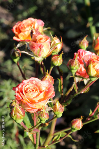 Bright flowers. Raindrops on rose buds.