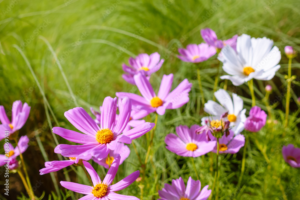 Cosmos flowers in meadow with morning sunlight Cosmos flowers in meadow with morning sunlight