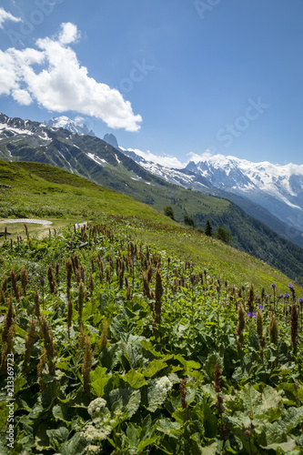 a view of the chamonix valley from the alpine mountains in the Vallorcine area with foreground of alpine meadows on a clear summer day with blue sky and bright clouds