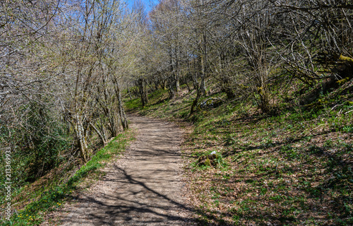 Footpath in the forest in Saint James's Way, Spain