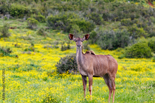 Female kudu standing between the daisy flowers