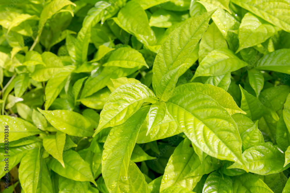 Leaf green background Leaf green background