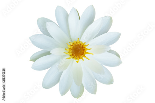 White water lily on white background