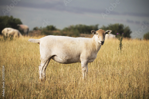 Fototapeta Naklejka Na Ścianę i Meble -  Sheep in long grass