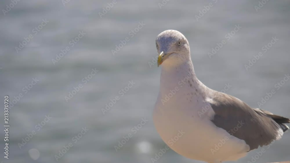 Seagull is walking in ultra slow motion. Seagull is walking in ultra slow motion.