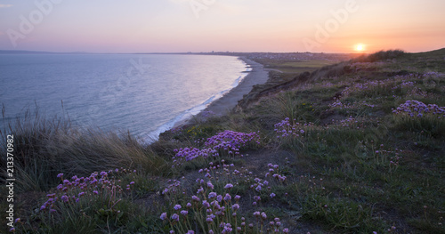 Fotografía Thrift on the cliff top at Hengistbury Head in Dorset.