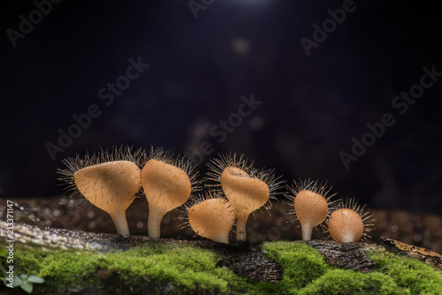 Group Macro of Cookeina tricholoma (phylum Ascomycota) has long hair around the cup. Copy space photo