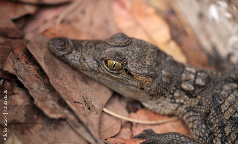 portrait of a baby crocodile head, with huge green eyes, outdoors on dry leaves, in a sunny summer day in the Gambia, Africa portrait of a baby crocodile head, with huge green eyes, outdoors on dry leaves, in a sunny summer day in the Gambia, Africa