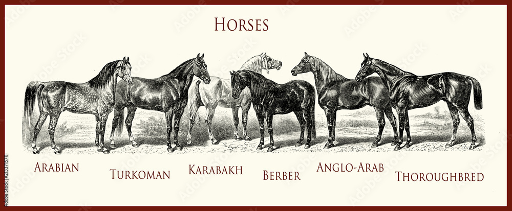 Obraz ilustracja z rocznika konnego, portrety rasowe koni: arabskie, turkmeńskie, karabachskie, berberyjskie, angloarabskie, angielskie, rasowe,