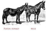 vintage engraving of Poitou donkey, the large donkey breed used for the production of large working mule. Mule is the offspring of a male donkey and a horse mare