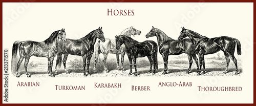 Obraz na płótnie ilustracja z rocznika konnego, portrety rasowe koni: arabskie, turkmeńskie, karabachskie, berberyjskie, angloarabskie, angielskie, rasowe,