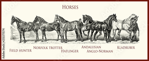 vintage illustration  horse purebred portraits   field hunter  Norfolk trotter  Haflinger  Andalusian  Anglo-Norman  Kladruber