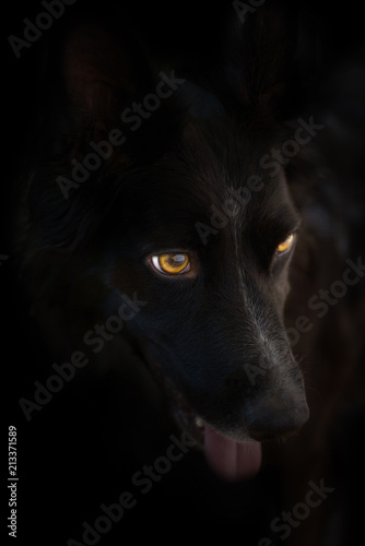 Black dog portrait Black background photo