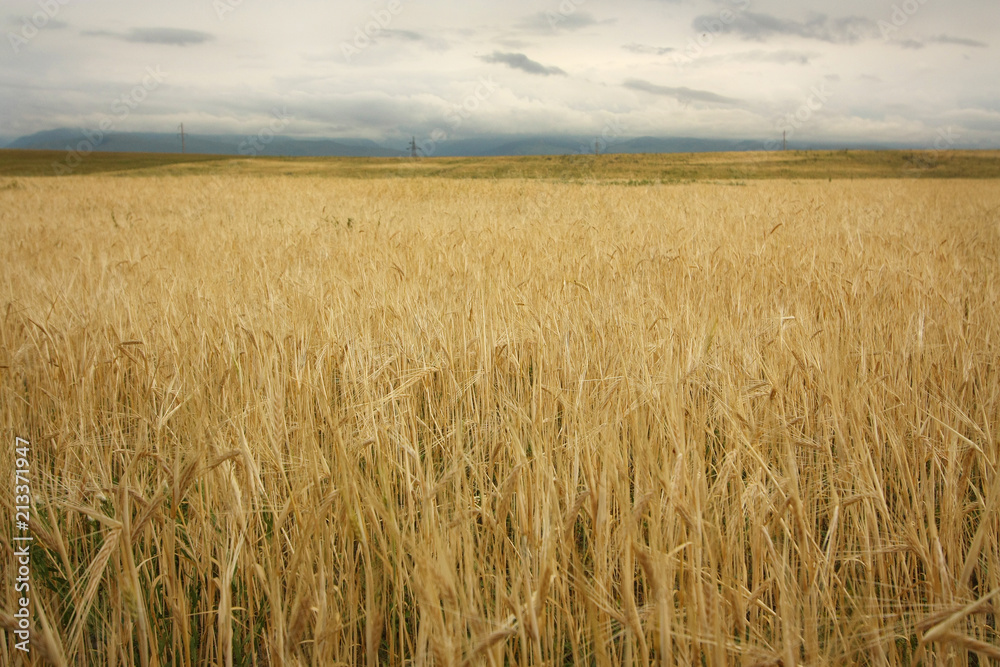 Wheat field