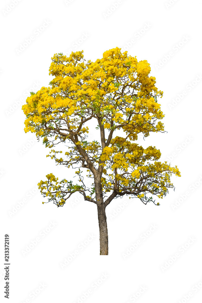 Tabebuya or Caribbien Trumpet tree with yellow flower on white background Tabebuya or Caribbien Trumpet tree with yellow flower on white background