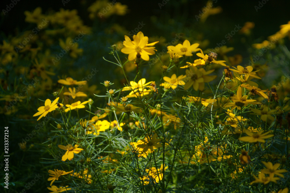 Fototapeta premium field of yellow flowers