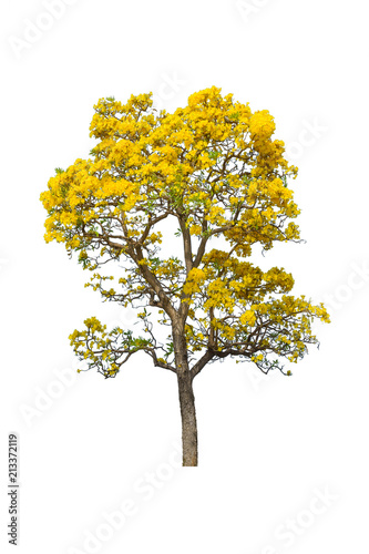 Tabebuya or Caribbien Trumpet tree with yellow flower on white background photo
