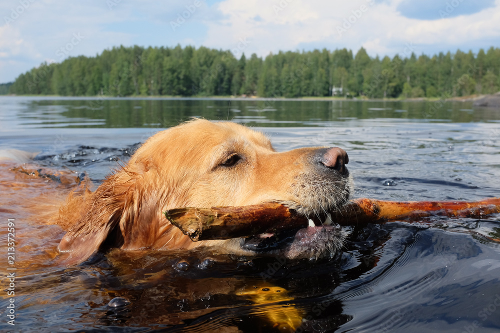 Dog (Golden Retriever) swimming and fetching a stick. 