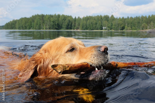 Fényképezés Dog (Golden Retriever) swimming and fetching a stick.