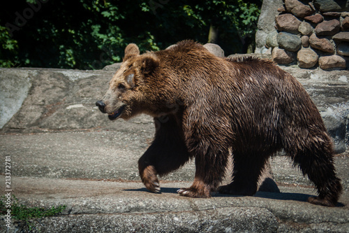 Bear, big mammal, wild life, National park