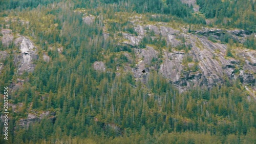 An American bald eagle flies over a green forest photo