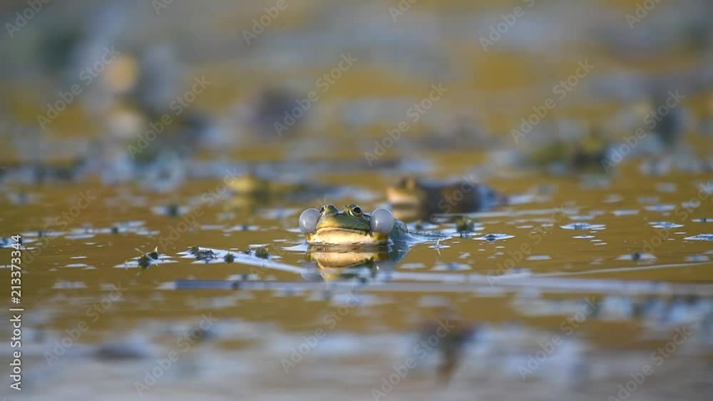 Green Marsh Frog (Pelophylax ridibundus) croaking on a beautiful light Green Marsh Frog (Pelophylax ridibundus) croaking on a beautiful light