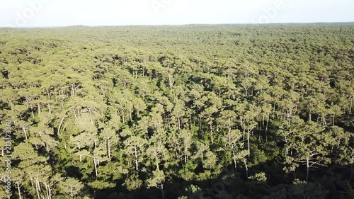 vue d'une forêt par un drone