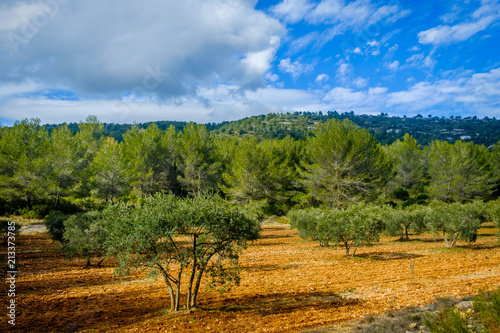 Olive trees field at the bottom of the Regagnas mountain  Provence France